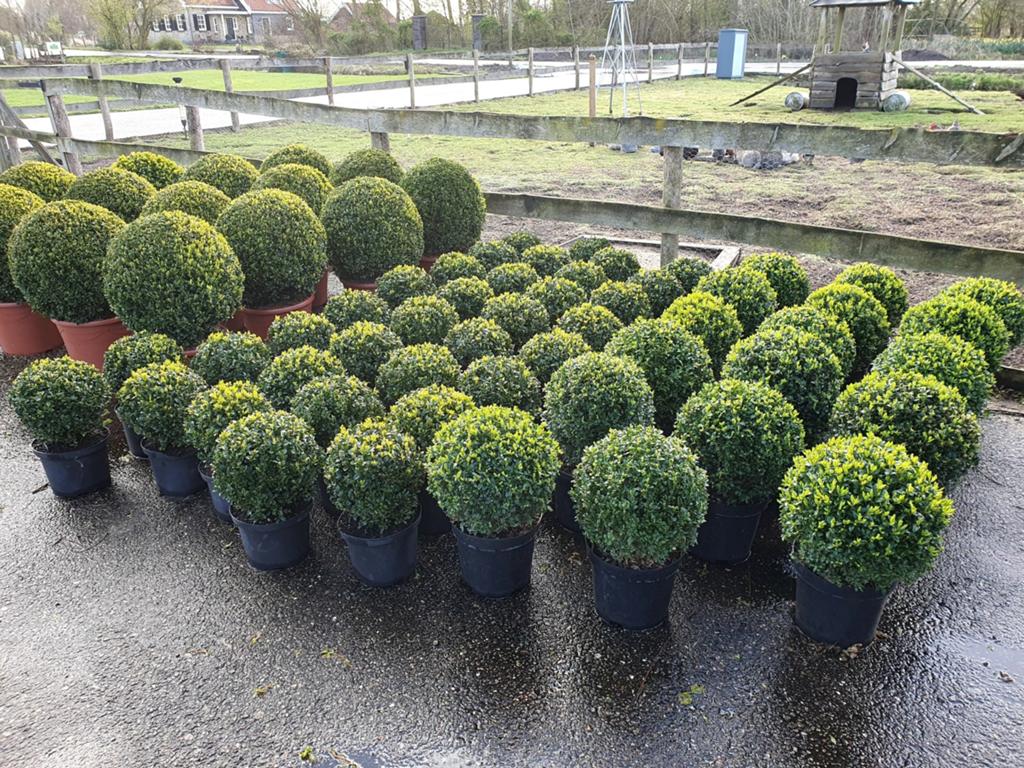 Mooie buxus bollen in verschillende maten ,vanaf 4,95, Ophalen, Bloeit niet, Overige soorten, Volle zon