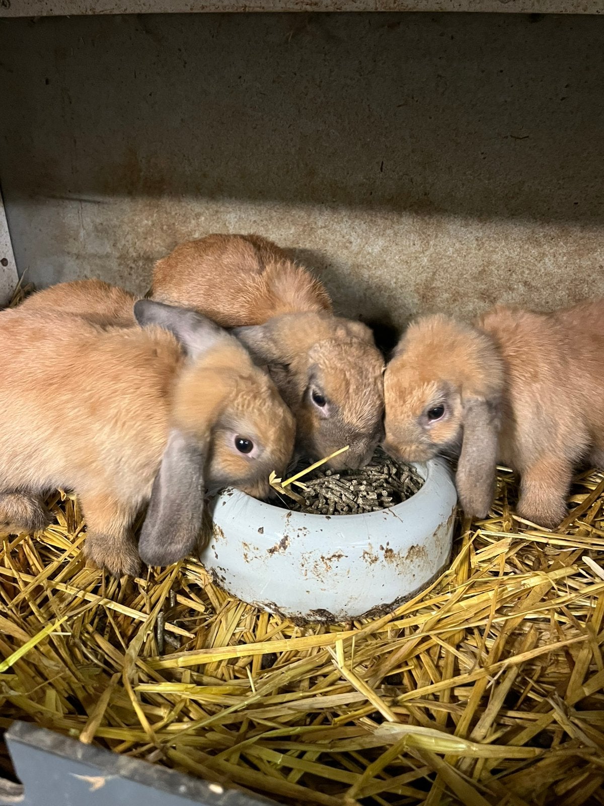Te koop Hangoor Dwerg konijntjes, Meerdere dieren, Dwerg, Hangoor