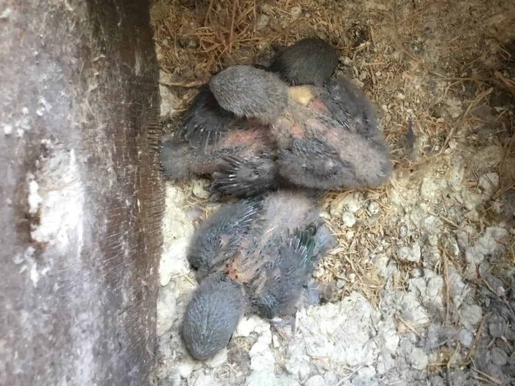 Jonge dwergpapegaaitjes, Meerdere dieren, Dwergpapegaai of Agapornis