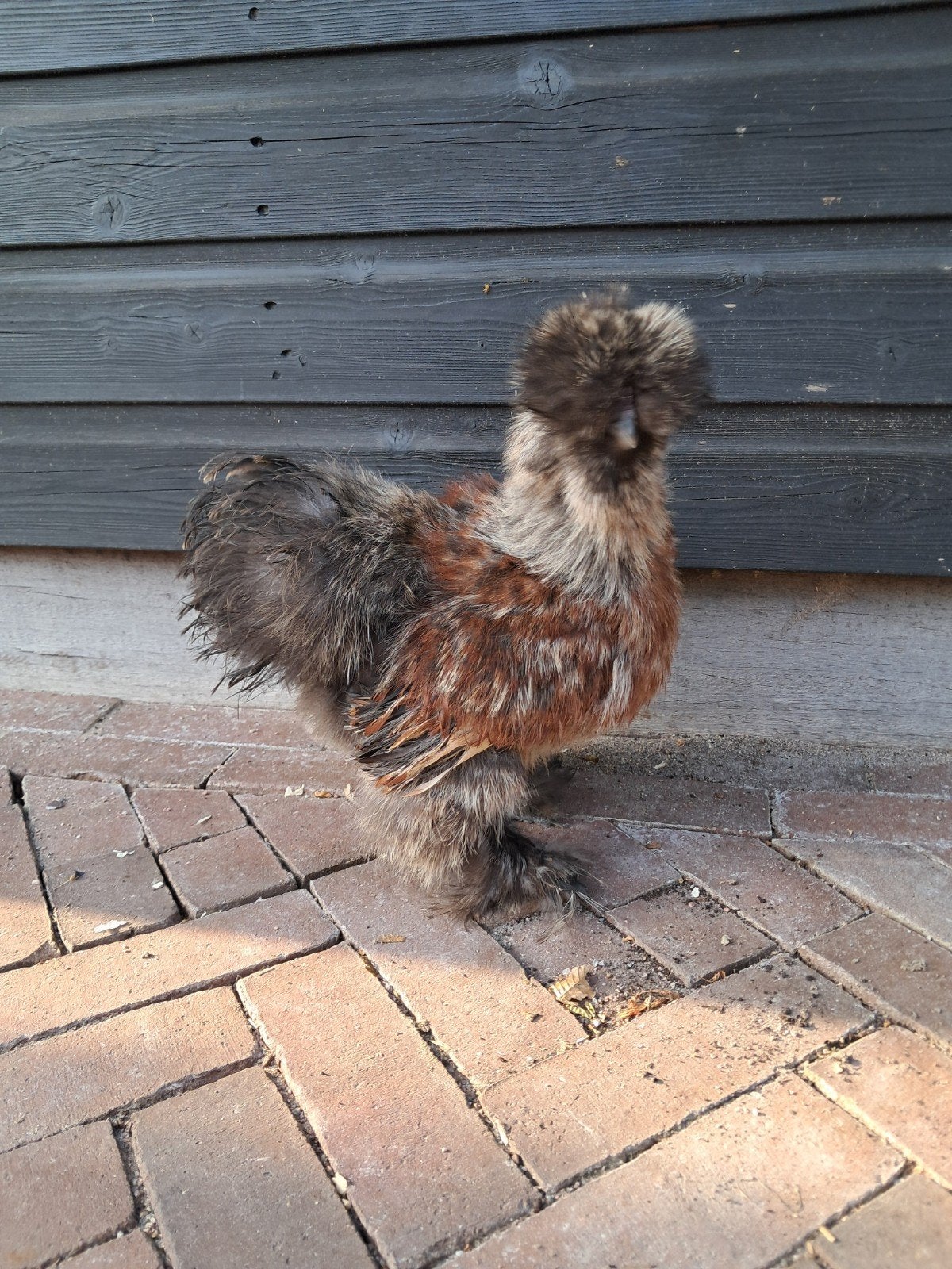 Koppel zijdehoenders, Dieren en Toebehoren, Pluimvee, Meerdere dieren, Kip