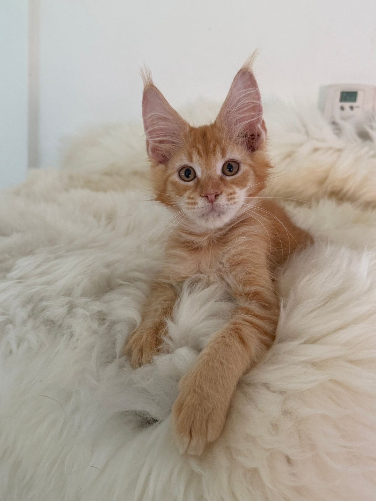 Maine coon kittens met stamboom, Meerdere dieren, Met stamboom, 0 tot 2 jaar
