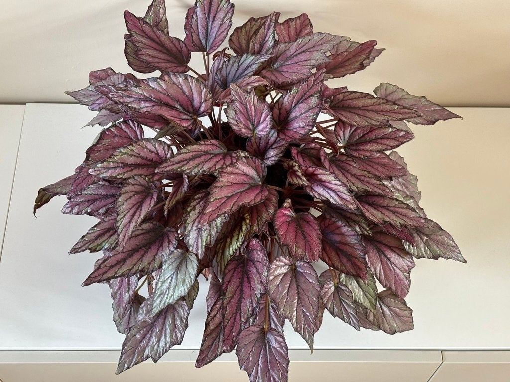 Begonia Rex (roze/zilveren bladbegonia), Ophalen, Overige soorten, Volle zon, Minder dan 100 cm