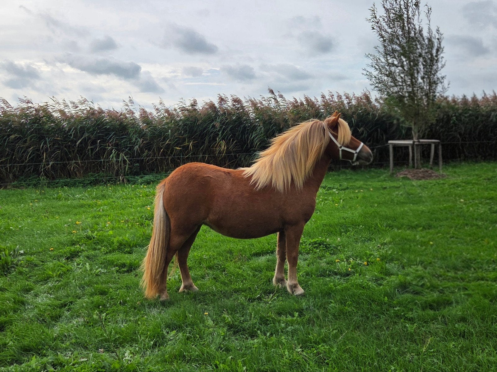 Meerdere  NSPS kinder Pony's, Meerdere dieren, A pony (tot 1.17m), 0 tot 2 jaar