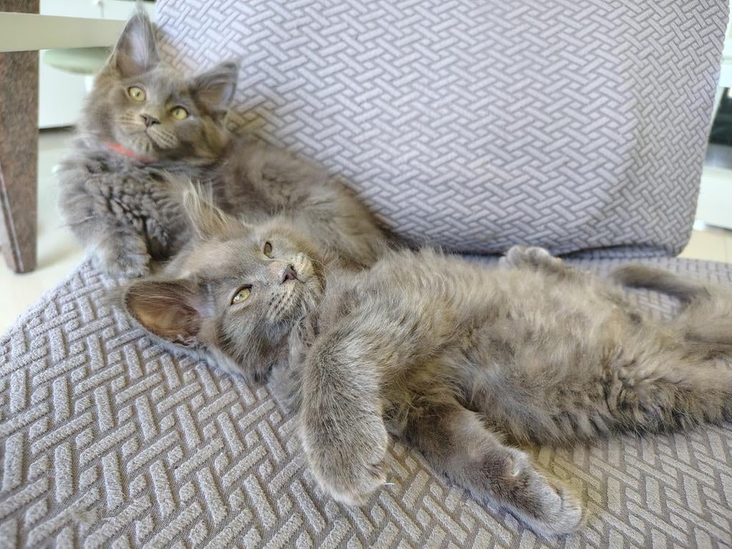 Main coon kittens blue en black, Dieren en Toebehoren, Meerdere dieren, Met stamboom, 0 tot 2 jaar