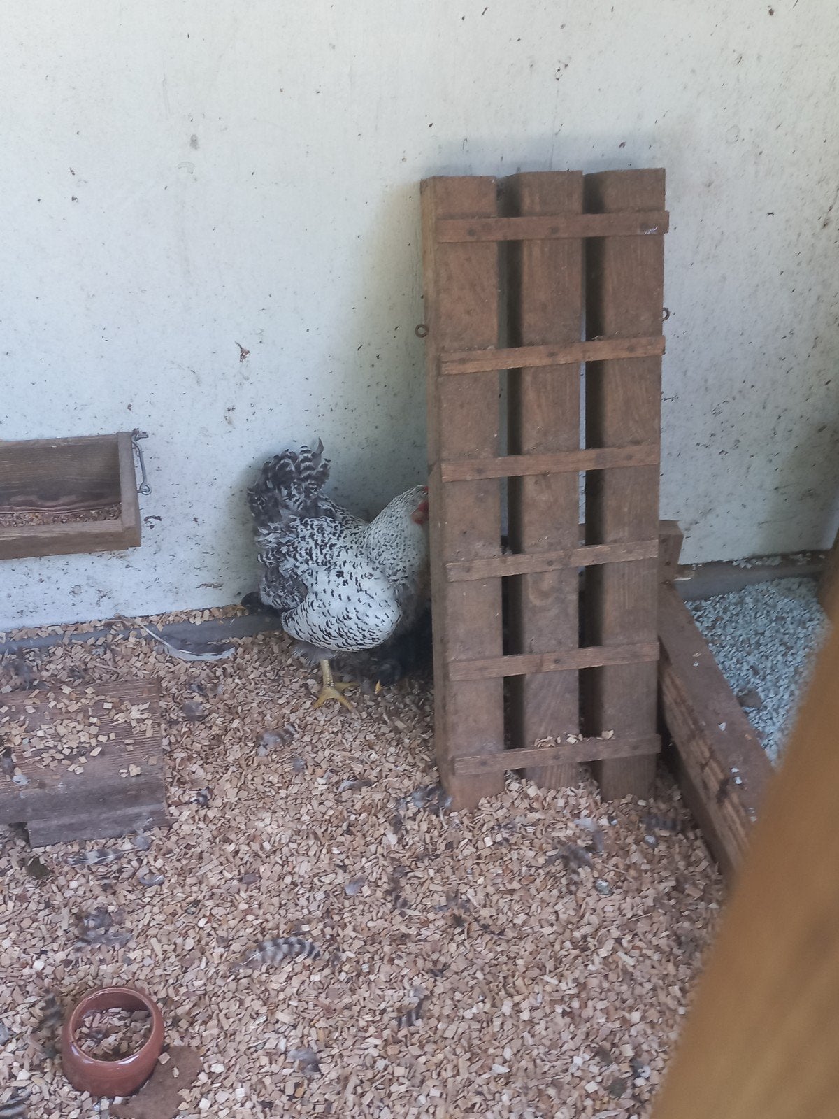 Supermooie kip+10 kuikens, Dieren en Toebehoren, Vogels | Overige Vogels, Meerdere dieren