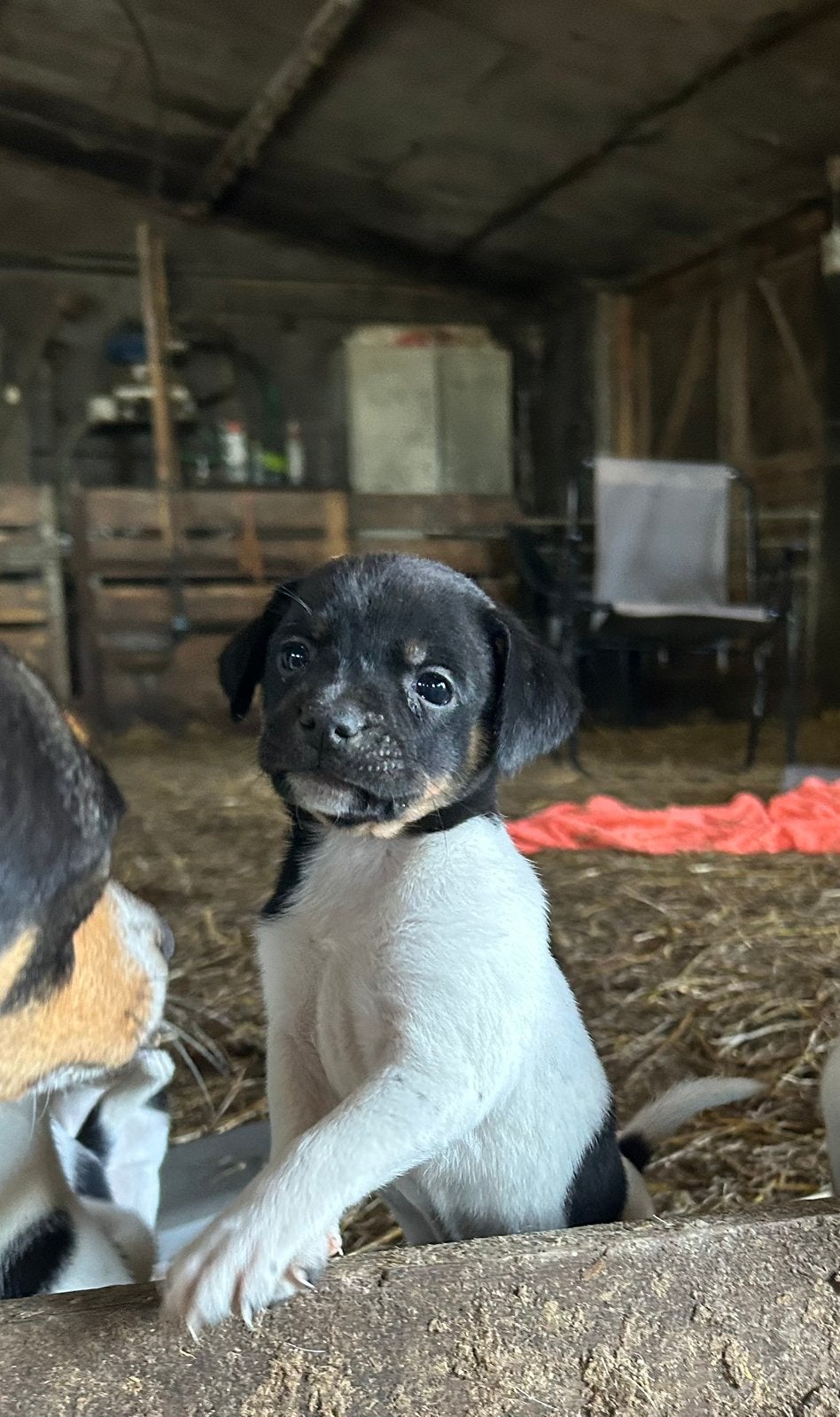 6 boerenfox teefjes🩷, 8 tot 15 weken, Teef, Parvo, Meerdere
