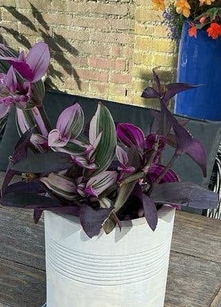 Tradescantia Roze, Paars, Groen, Kamerplanten!🪴🌸, Vaste plant, Bloeit niet, Halfschaduw, Ophalen