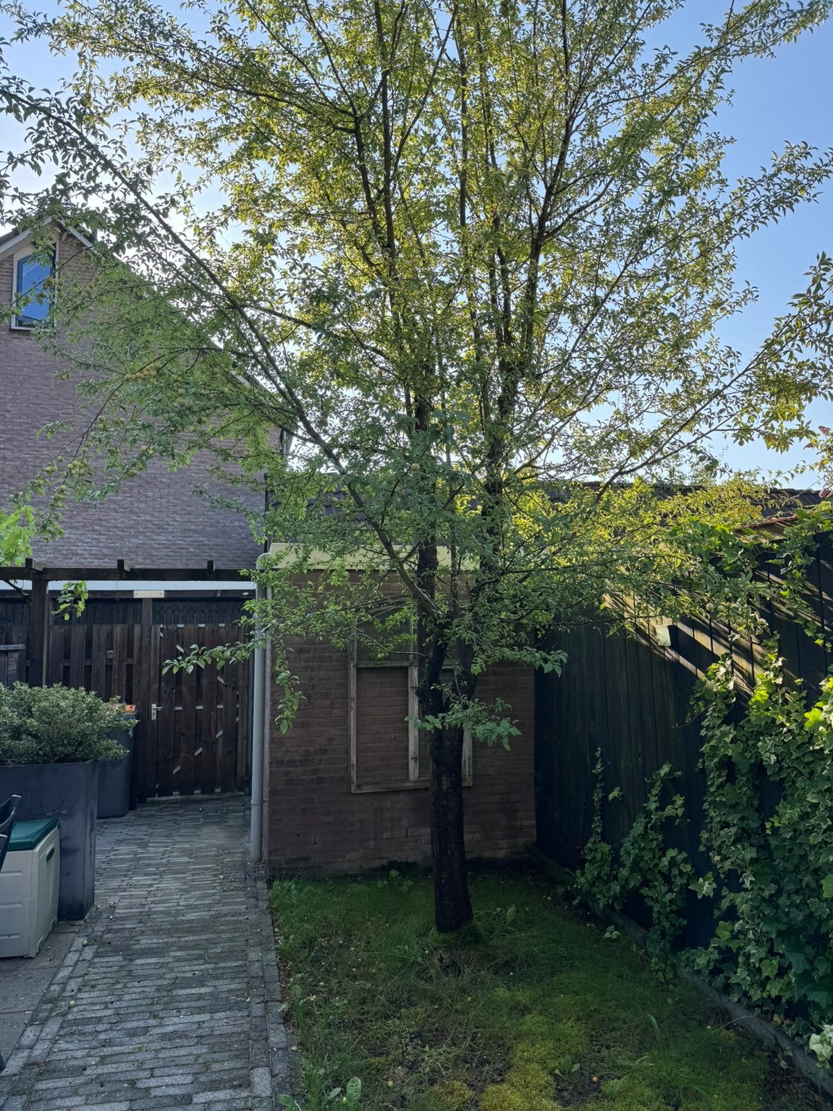 Pruimenboom, Tuin en Terras, Planten | Bomen, Overige soorten, 100 tot 250 cm, Volle zon, Ophalen