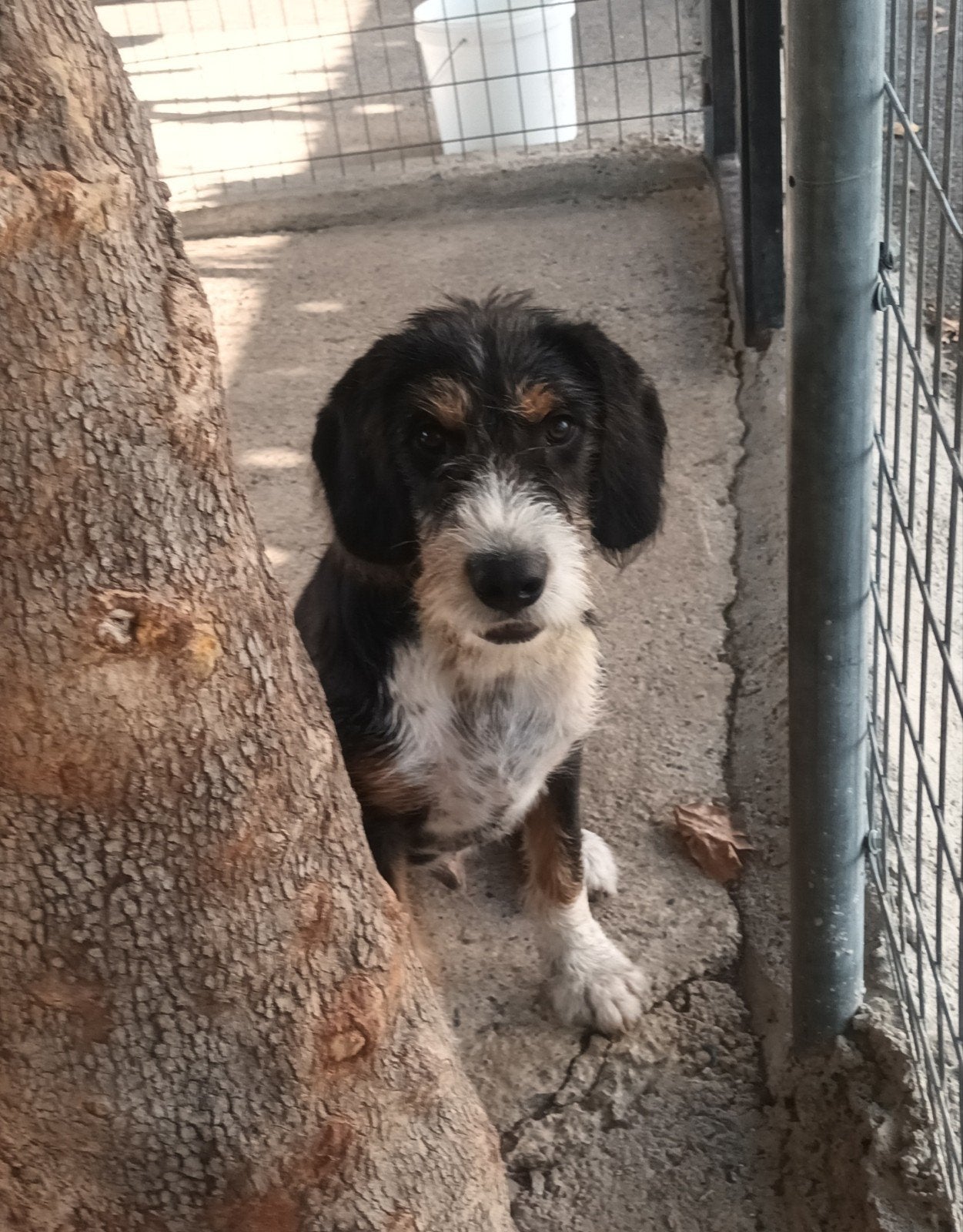 Schattige Griffon mix pups, Dieren en Toebehoren, Honden | Niet-rashonden, Particulier, 15 weken tot 1 jaar, Buitenland, Parvo