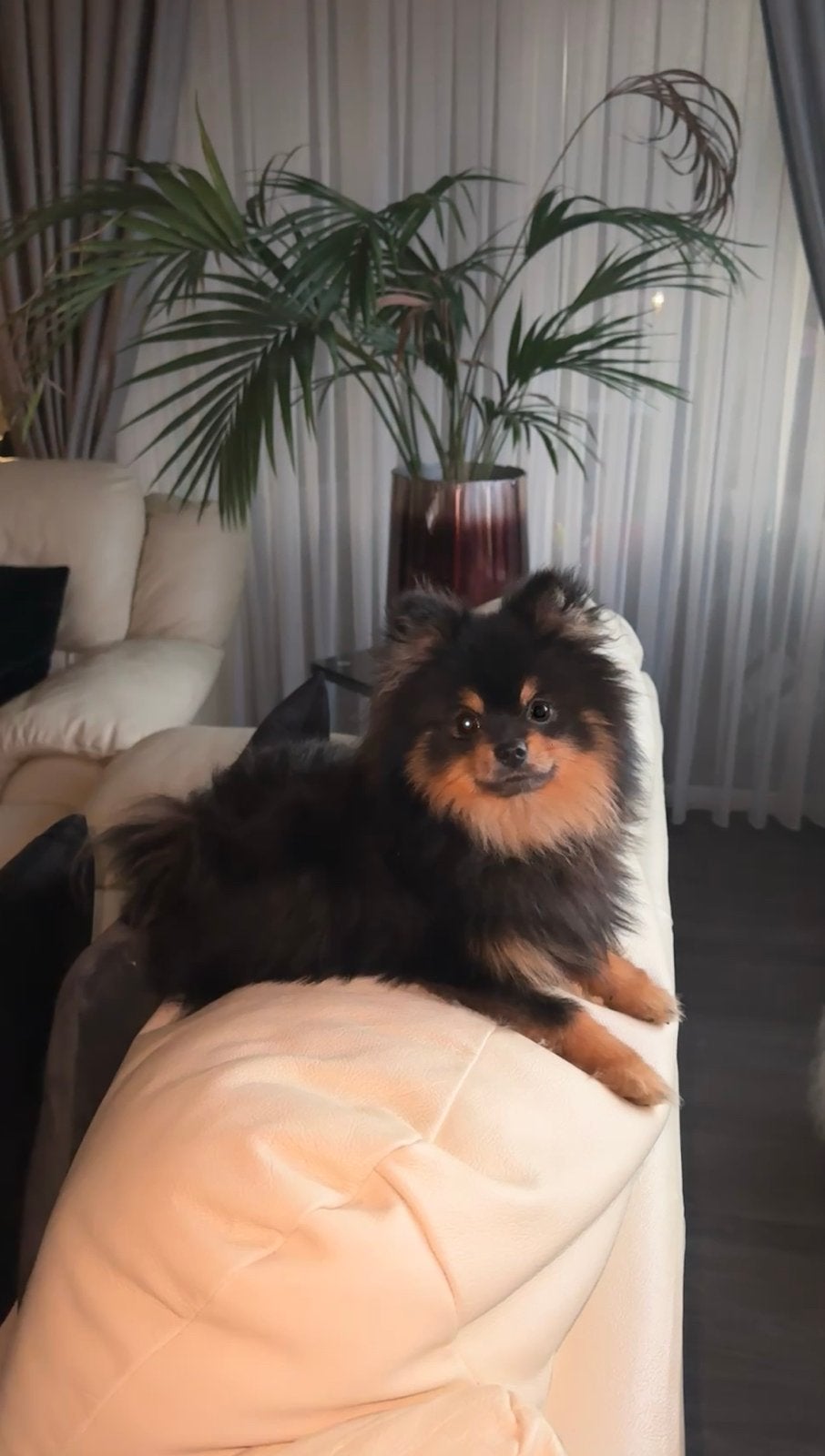 Pomeriaan reutje, Keeshond, 15 weken tot 1 jaar, Reu, Parvo