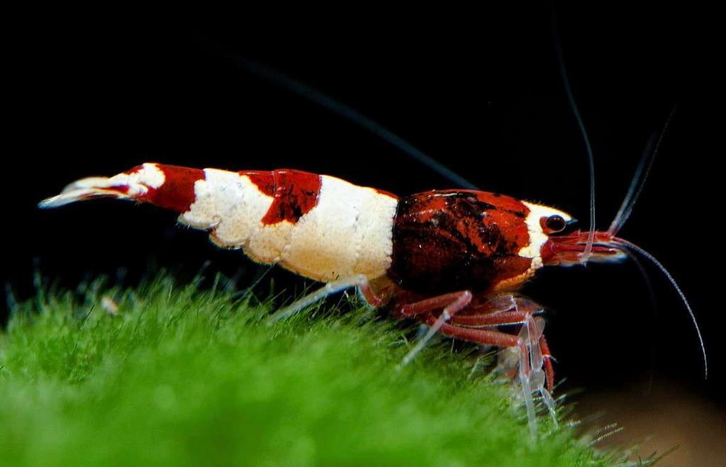 Wine red caradina garnalen, Kreeft, Krab of Garnaal, Zoetwatervis, Schoolvis