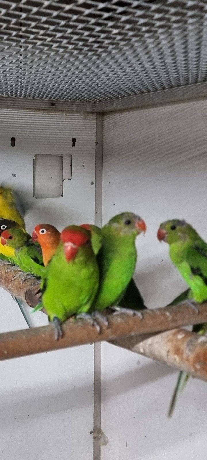 4 koppels tarantas, Dieren en Toebehoren