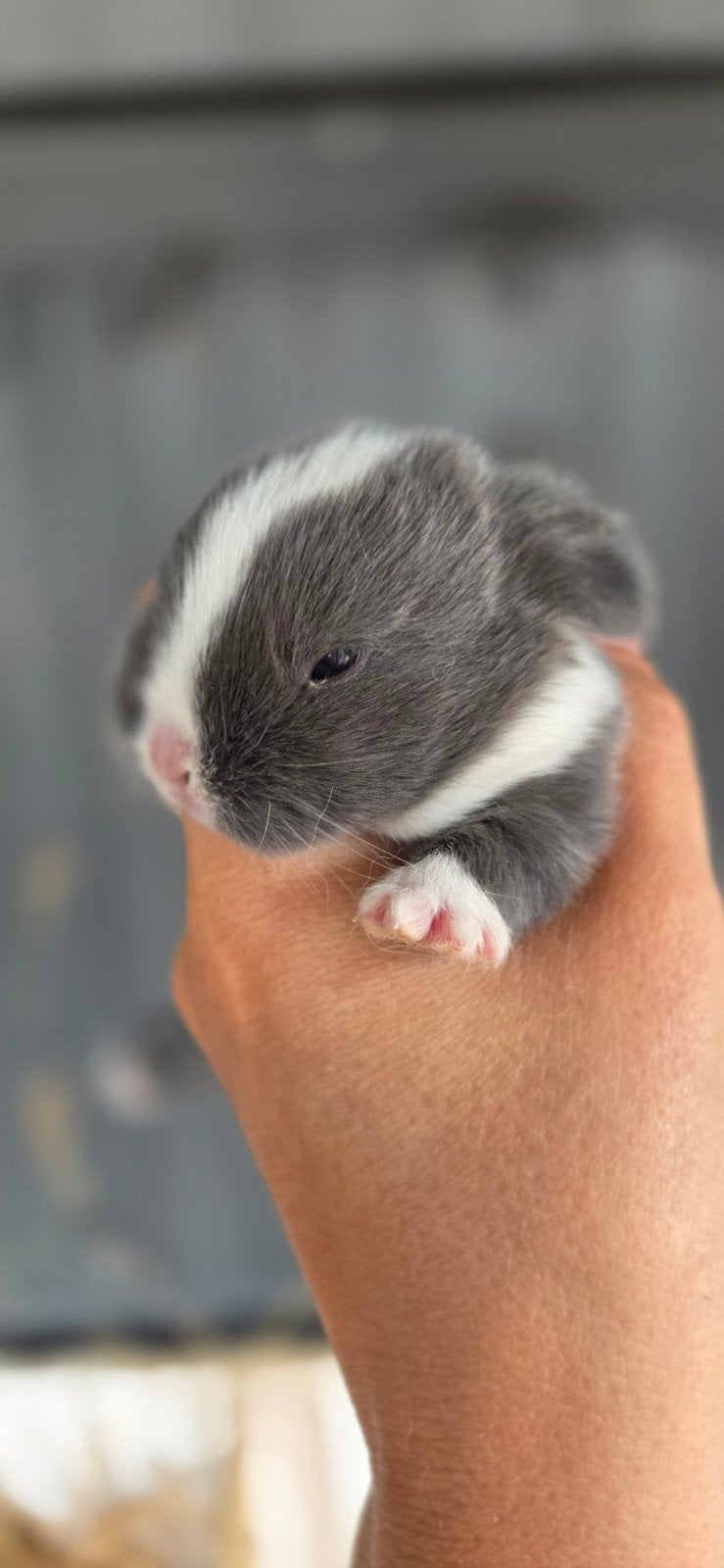 Super schattige minilopjes, Dieren en Toebehoren, Konijnen, Geslacht onbekend, Dwerg
