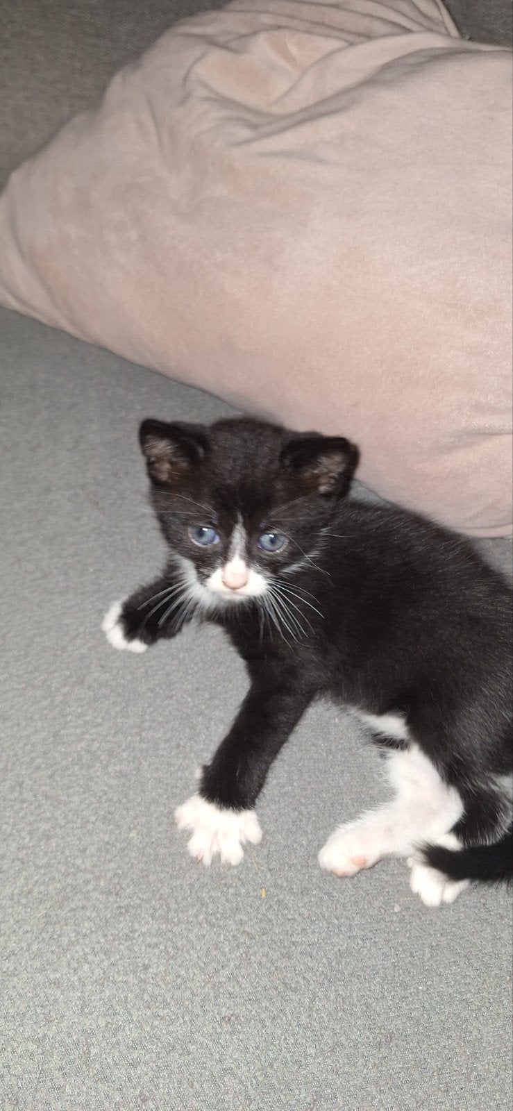 Kittens, Meerdere dieren