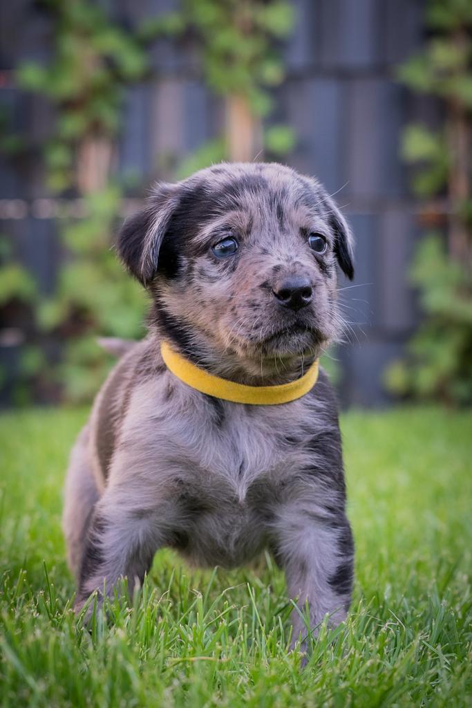 Aussiedor puppies te koop - labrador / australian shepherd, Dieren en Toebehoren, 8 tot 15 weken, Meerdere, Meerdere dieren, Middel