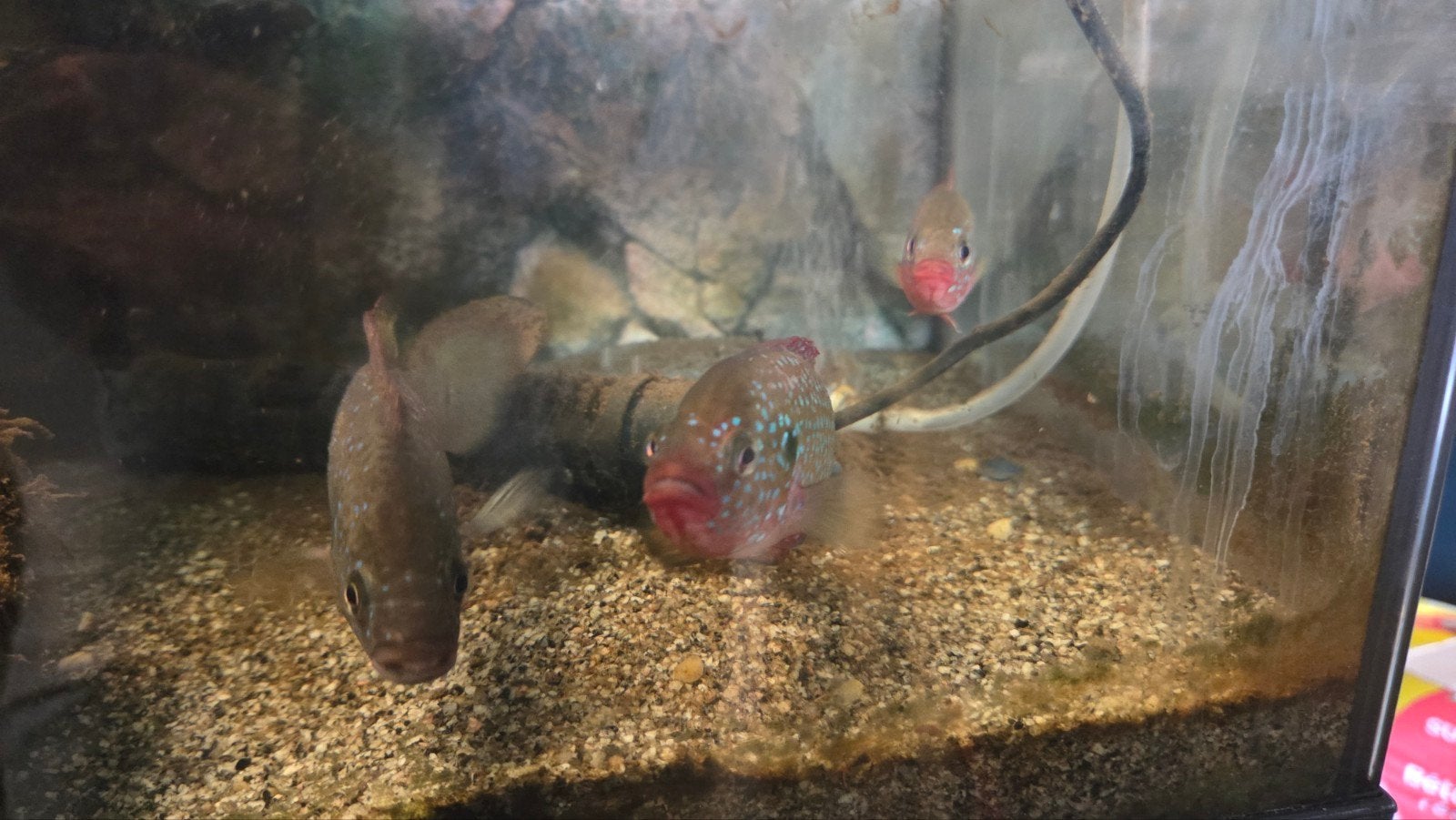 Blauwe juweel ciclide, Dieren en Toebehoren, Vis, Zoetwatervis, Schoolvis