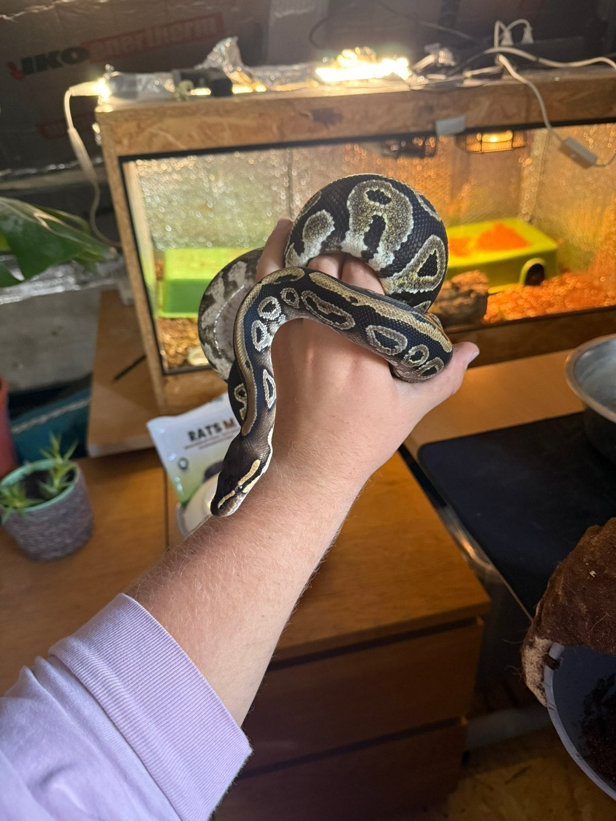 Ballpython 1 jaar en 3 maand. Ball Python photo 2