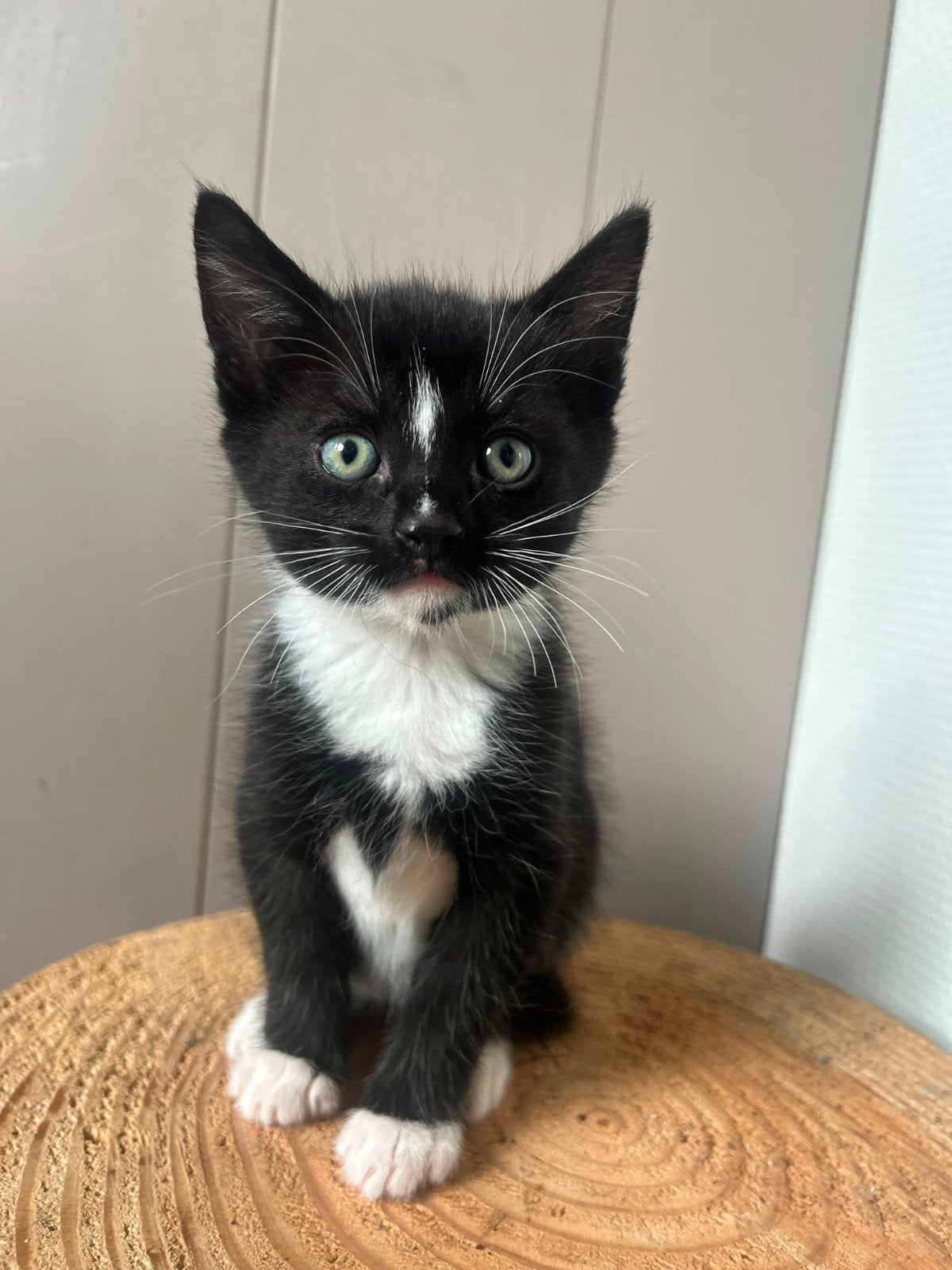 Prachtige tamme kittens, Dieren en Toebehoren, Meerdere dieren