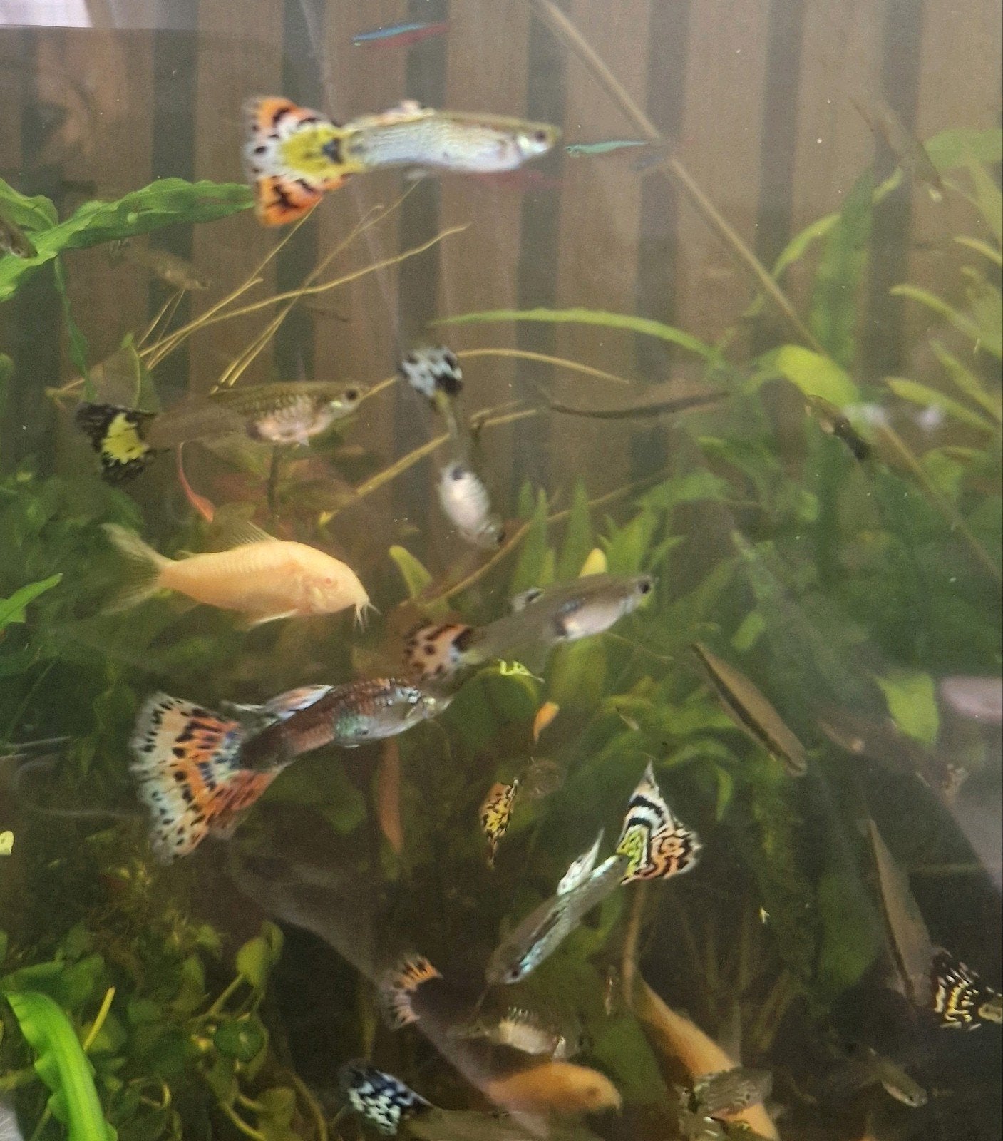 guppys / guppen, Dieren en Toebehoren, Vissen | Aquariumvissen, Vis