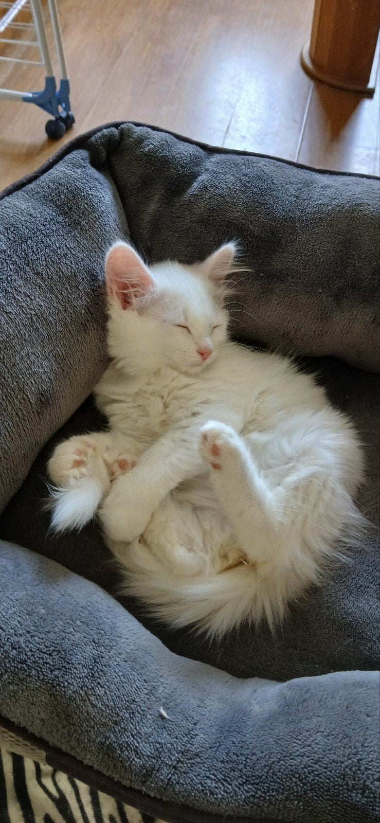nog een mooie langhaar ragdol x maincoon(ragcoon) kitten, Meerdere dieren, Ontwormd, 0 tot 2 jaar