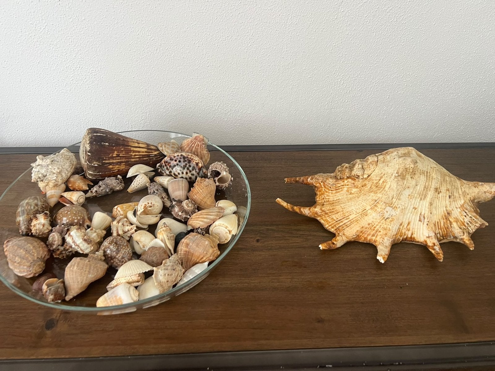 Decoratieve schelpen en grote zeeschelp, Ophalen of Verzenden, Gebruikt