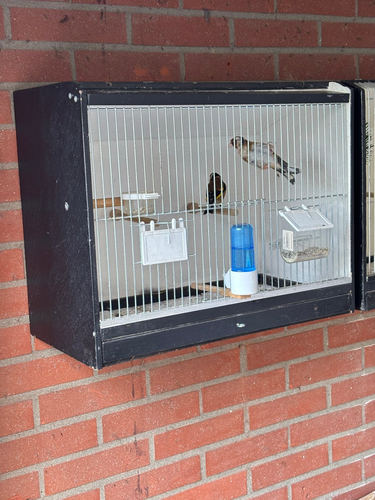 Putters, Dieren en Toebehoren, Meerdere dieren, Wildzangvogel