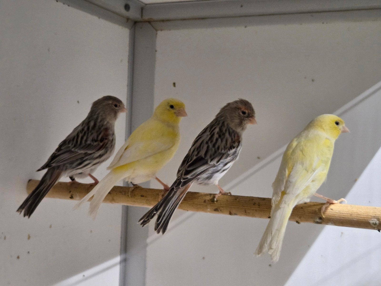 4 kanarie poppen, Vrouwelijk, Kleurkanarie