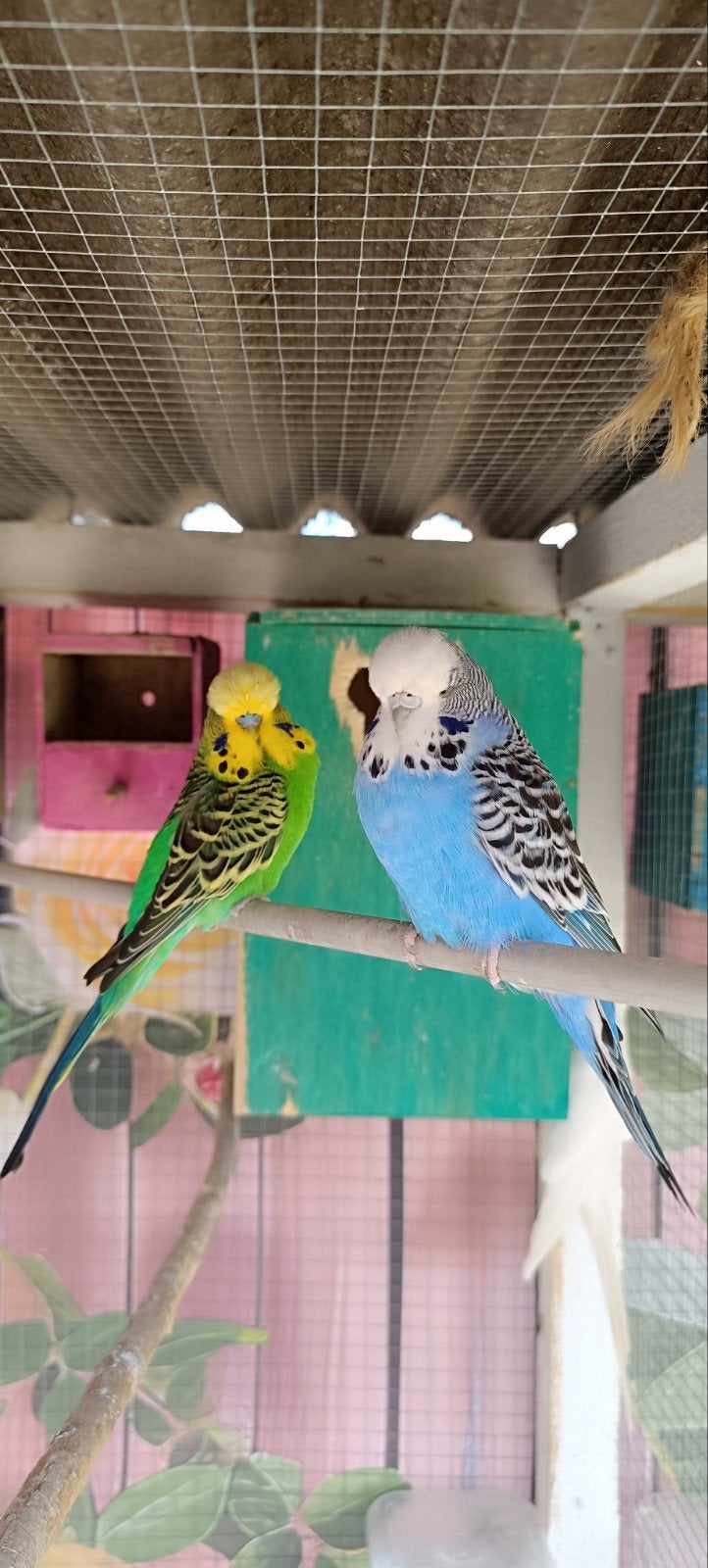 Engelse grasparkieten, Dieren en Toebehoren, Vogels | Parkieten en Papegaaien, Meerdere dieren, Parkiet
