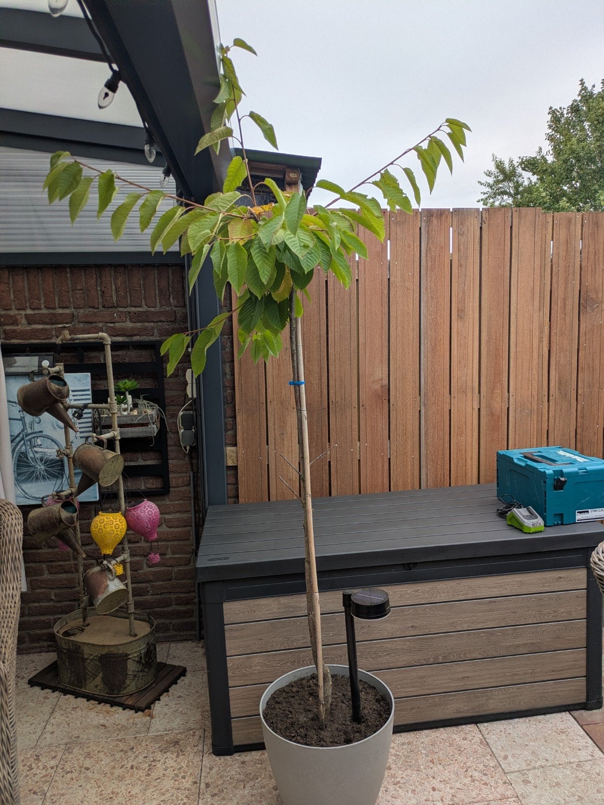 Appelboom, Tuin en Terras, Planten | Bomen, Overige soorten, Lente, 100 tot 250 cm, Ophalen