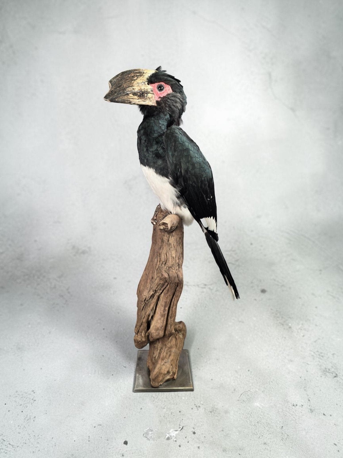 Opgezette Trompetneushoornvogel – Taxidermie, Ophalen of Verzenden, Nieuw, Vogel, Opgezet dier