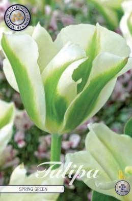 Tulpenbollen van topkwaliteit - Diverse soorten, Ophalen of Verzenden, Najaar, Volle zon, Bloembol