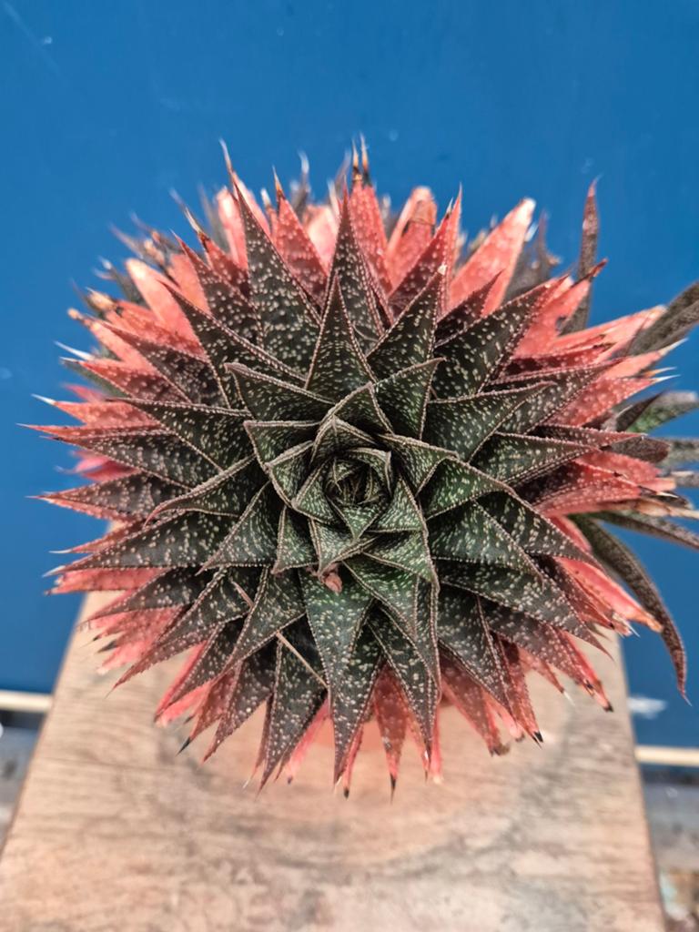 Gasteria Flow XXL p17, Ophalen of Verzenden, Halfschaduw