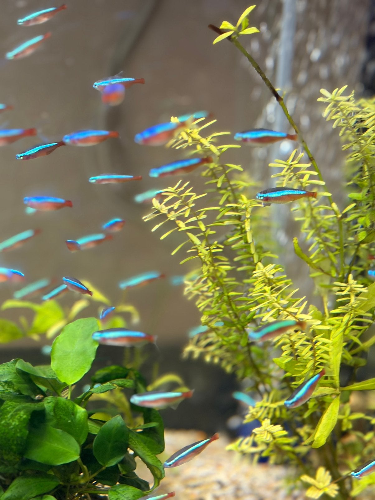Kardinaal tetra, Dieren en Toebehoren, Vis