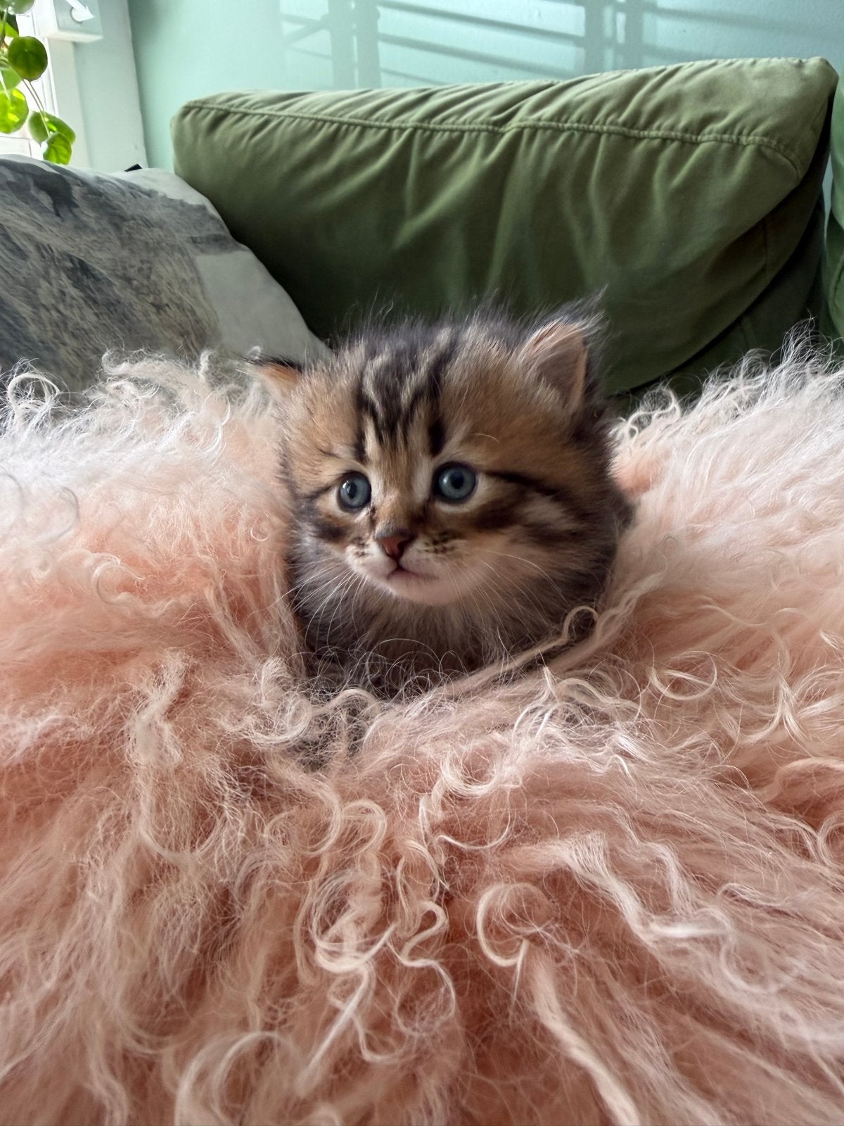 Kittens Britse korthaar x Europese korthaar incl vacc en DA, Meerdere dieren, Kortharig, 0 tot 2 jaar