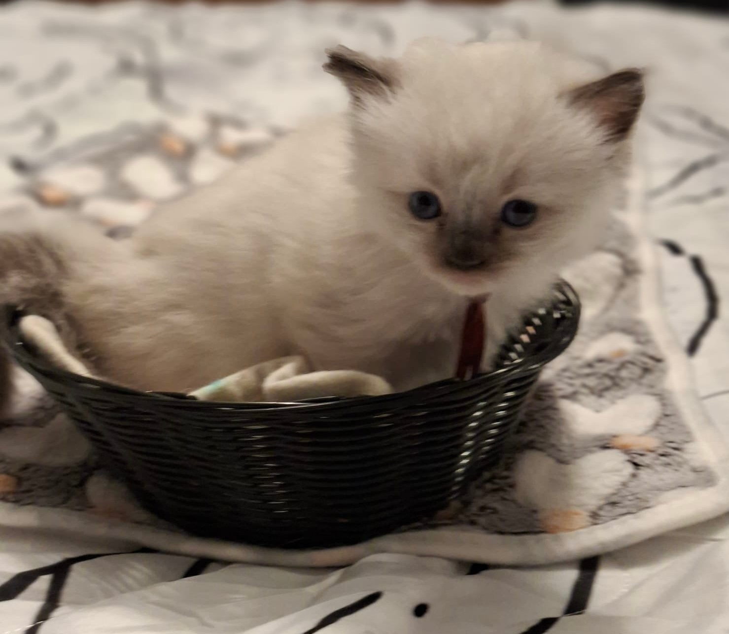 Ragdoll kittens, Meerdere dieren, Gechipt, 0 tot 2 jaar