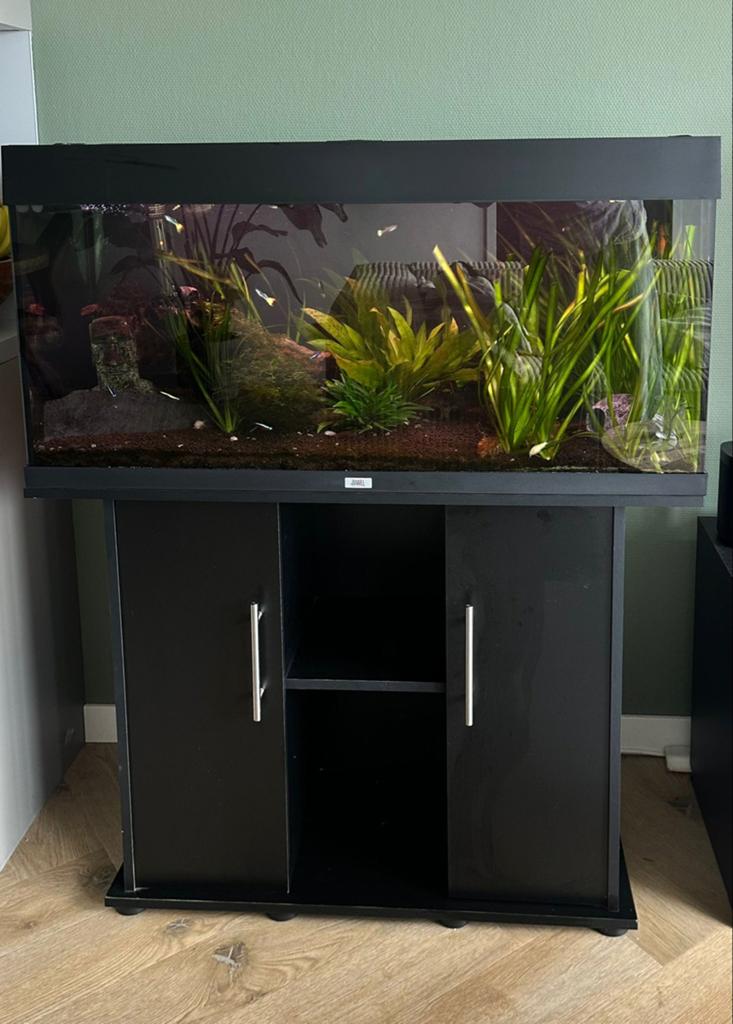 Juwel Rio 180 liter aqaurium met kast compleet te koop, Ophalen, Zo goed als nieuw, Gevuld zoetwateraquarium