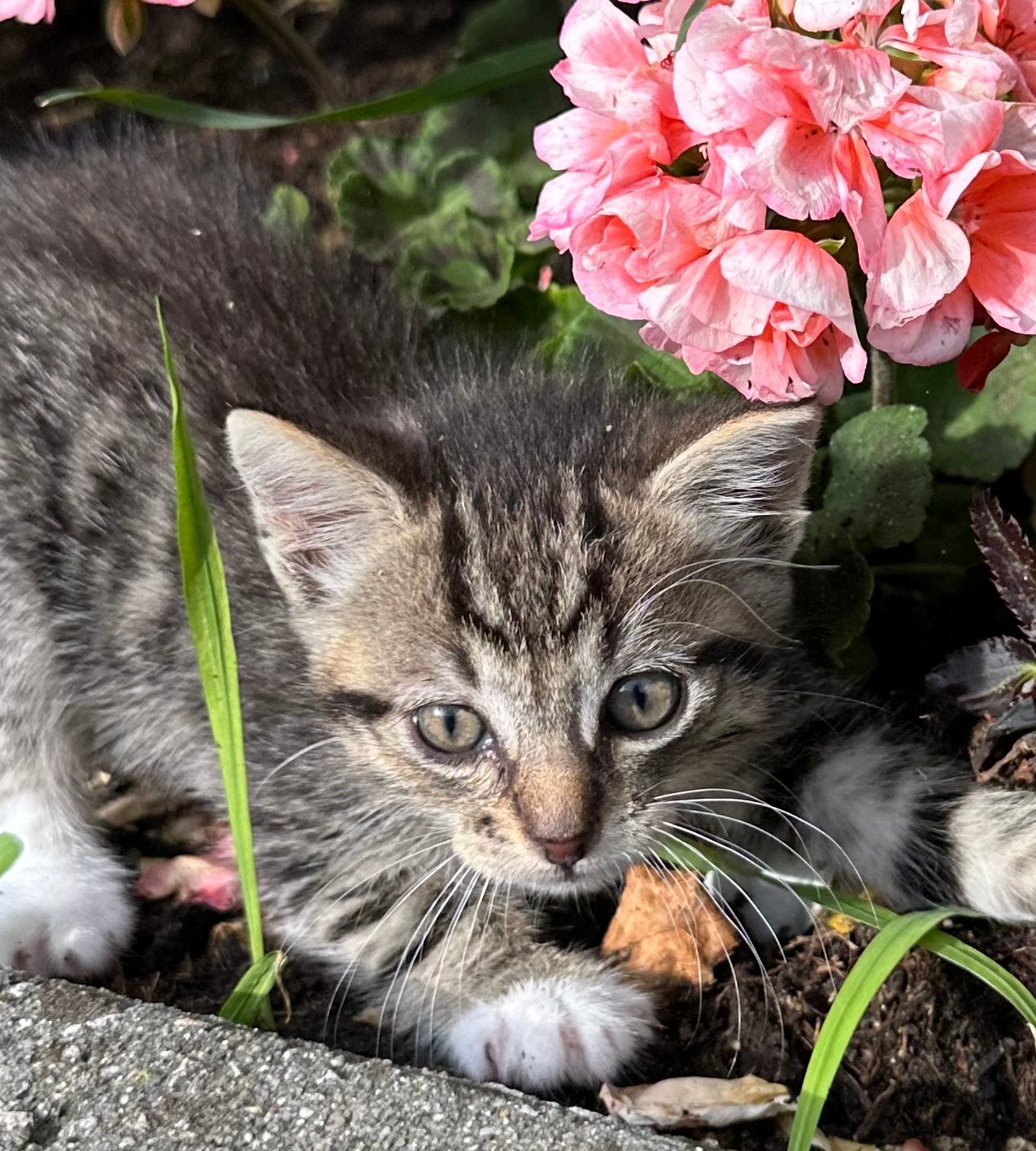 Lief tijger kittens opgegroeid met kinderen en tuin, Dieren en Toebehoren, Meerdere dieren