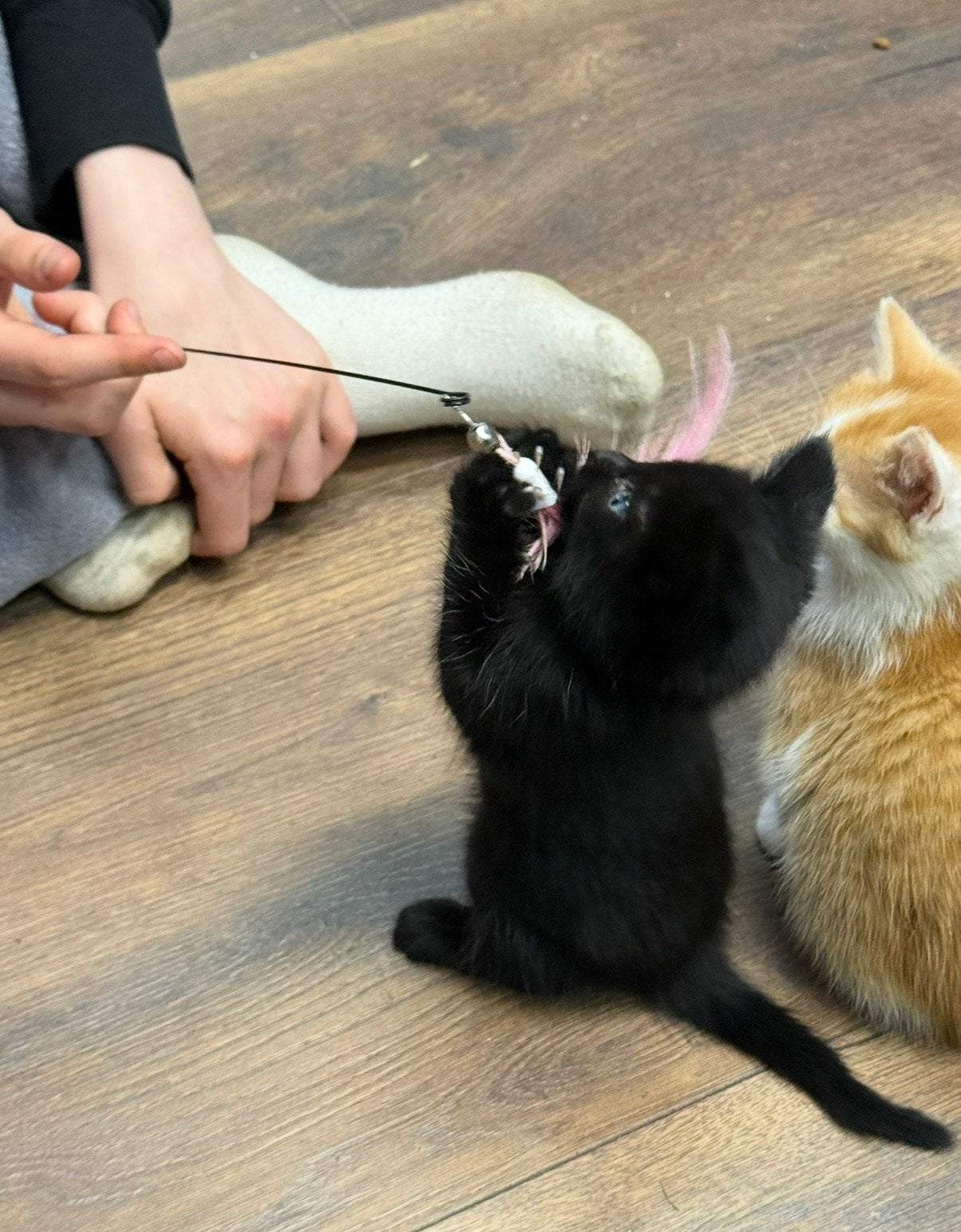 Kittens… de liefste en meest aanhankelijke, Dieren en Toebehoren, Katten en Kittens | Overige Katten, Meerdere dieren