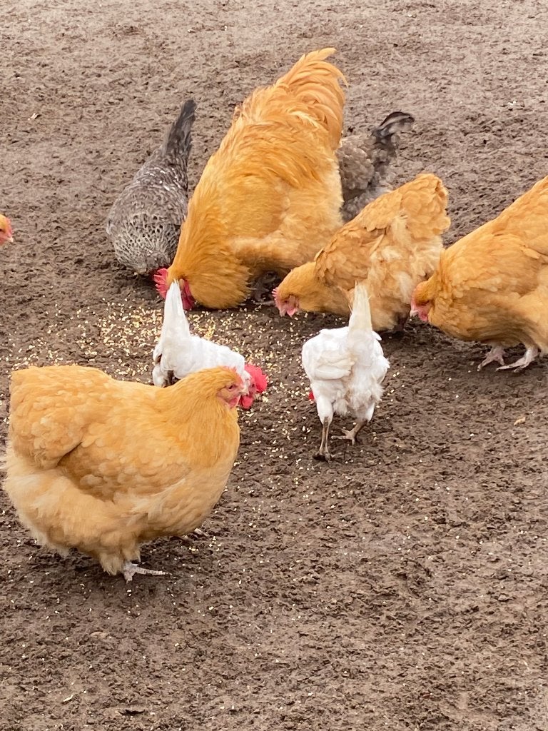 Kippen Orpington kleur buff 1 haan en 5 hennen, Vrouwelijk, Kip