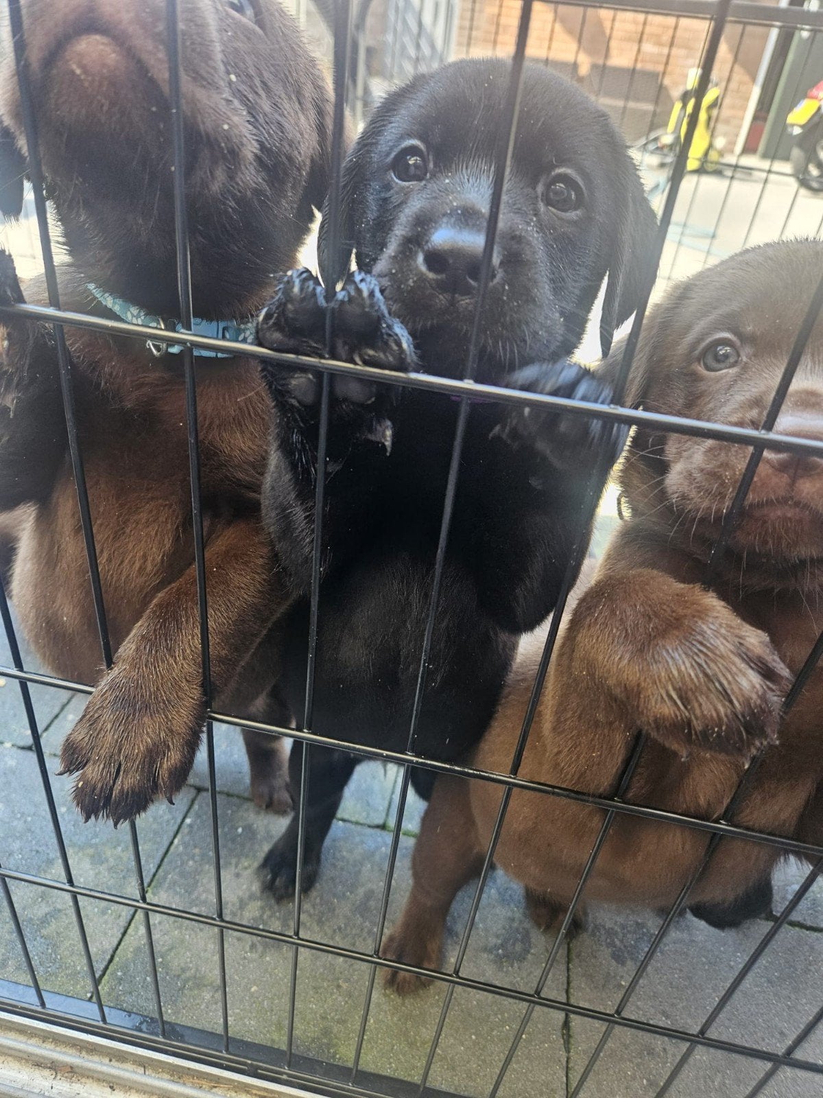 Prachtige labrador pups NOG 1 BESCHIKBAAR!, Dieren en Toebehoren, Honden | Retrievers, Spaniëls en Waterhonden, 8 tot 15 weken