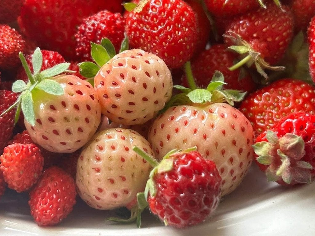 Aardbeien planten, soorten op naam, alleen ruilen, Volle zon, Vaste plant, Ophalen of Verzenden, Zomer