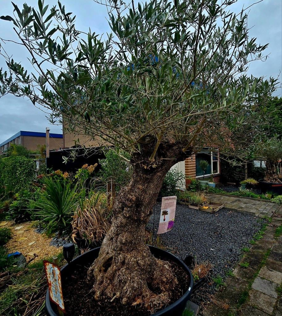 Blikvangers 100 jaar oude olijfbomen   normaal  999 perstuk, 100 tot 250 cm, Olijfboom, Zomer, Ophalen