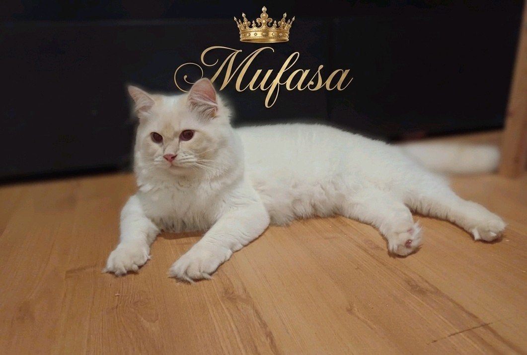Staat ter Dekking: Cream Tabby Point Ragdoll ,Lilac dragend