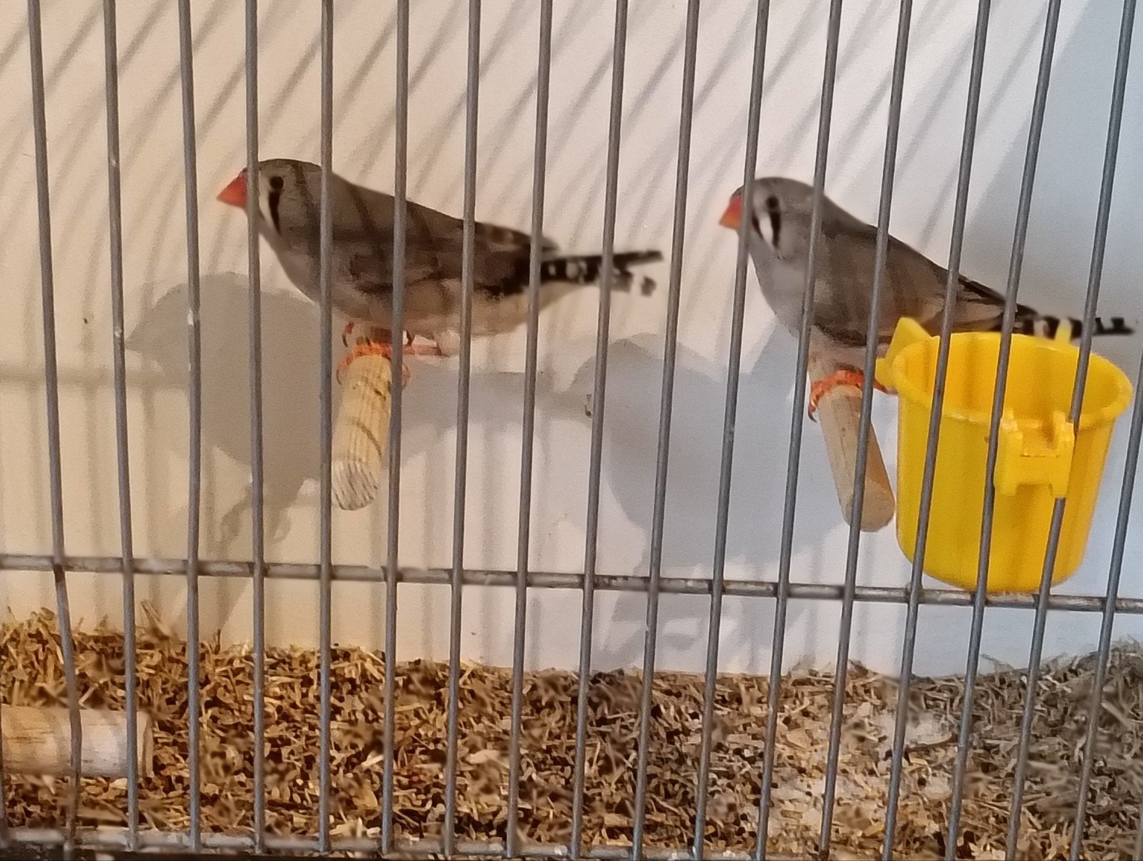 zebravink poppen 2026, Dieren en Toebehoren, Vrouwelijk