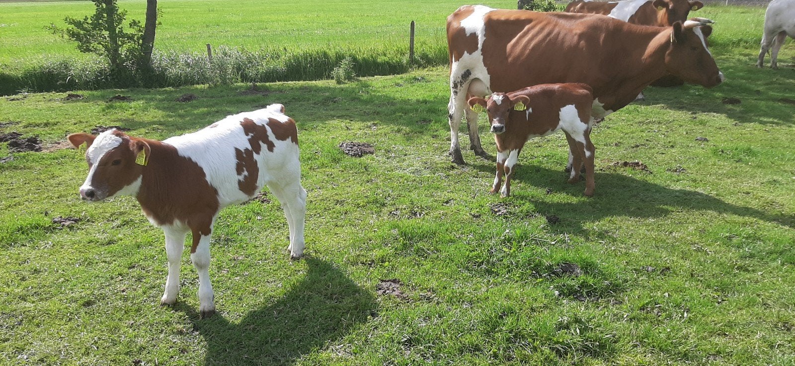 Mooie rode FH vaars met 2 super mooie kalveren., Dieren en Toebehoren, Runderen, Vrouwelijk, 0 tot 2 jaar