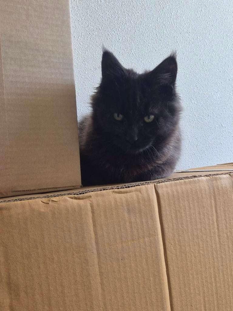 Mainecoon kitten, Dieren en Toebehoren, Katten en Kittens | Raskatten | Langhaar, Kater, 0 tot 2 jaar, Gechipt, Ontwormd, Ingeënt