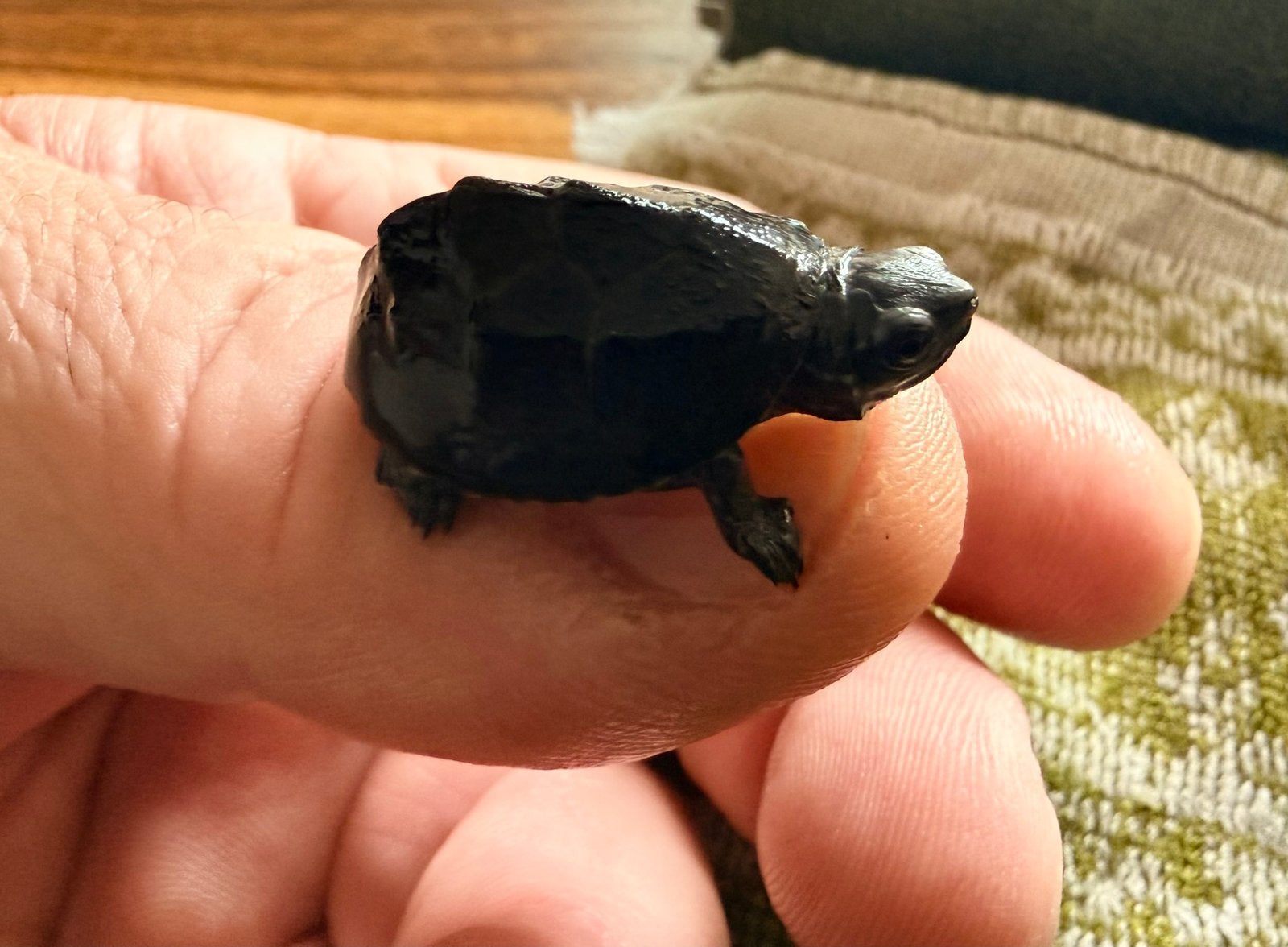 Baby muskusschildpadjes. Turtle - unknown for sale from Guido