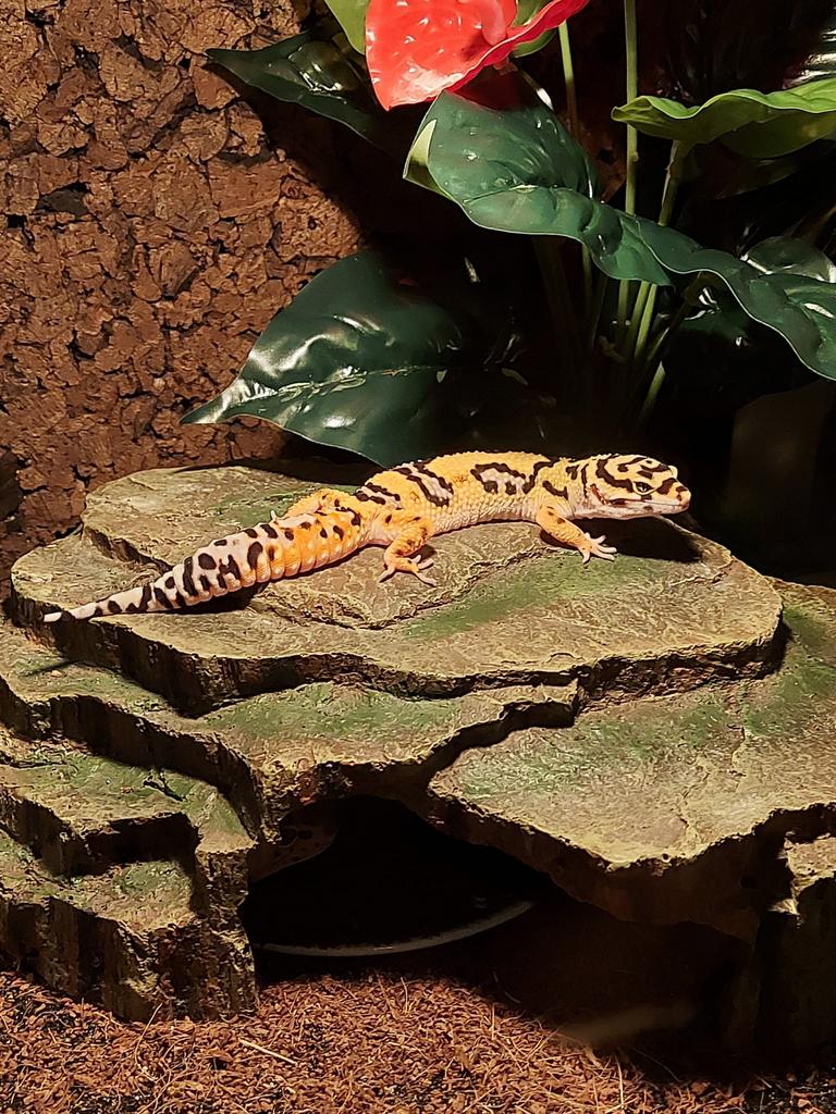 Luipaardgecko’s plus terrarium, Dieren en Toebehoren, Reptielen en Amfibieën, Overige soorten, Met terrarium, 7 tot 10 jaar