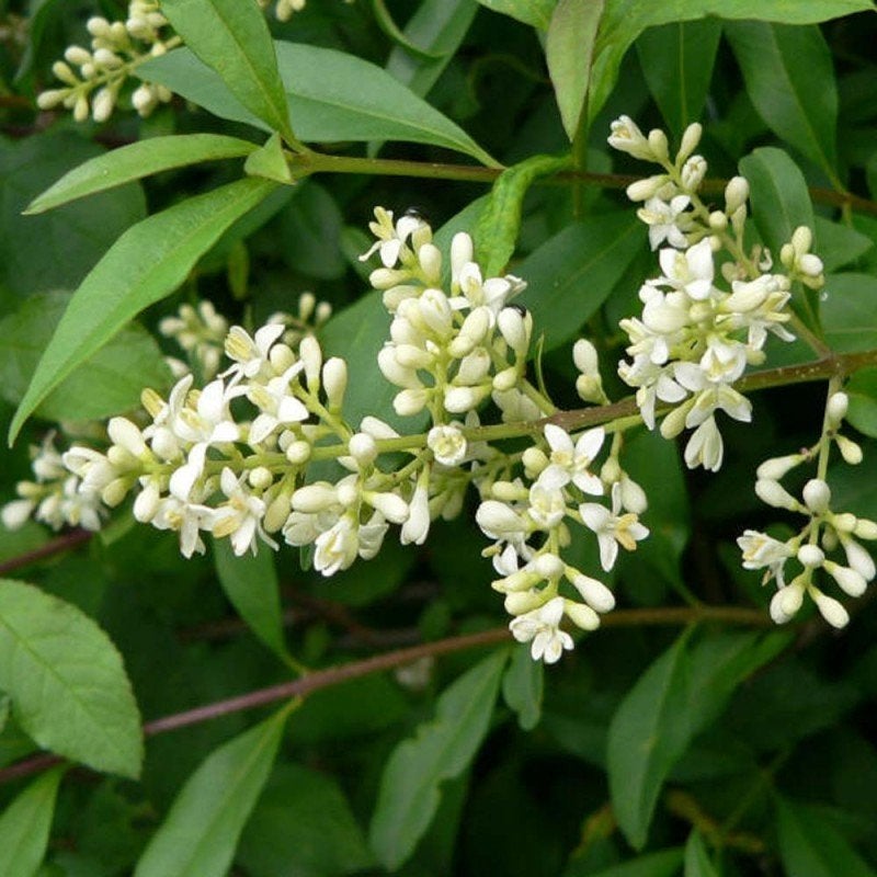 Ligustrum vulgare, Bladverliezende Liguster, inheems, Ophalen of Verzenden, Liguster, Struik, Minder dan 100 cm