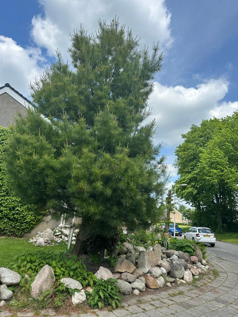 Grote Pijnboom voor Tuin of Landschap.  Pinus Strobus., Tuin en Terras, Bloeit niet, Overige soorten, 400 cm of meer, Ophalen